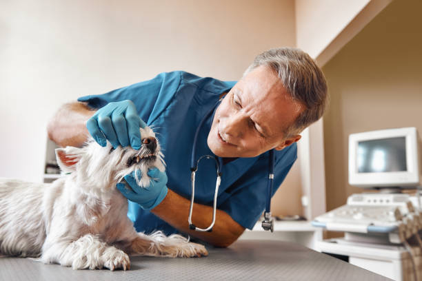 Best Broken or Chipped Tooth Repair in Colfax, WI